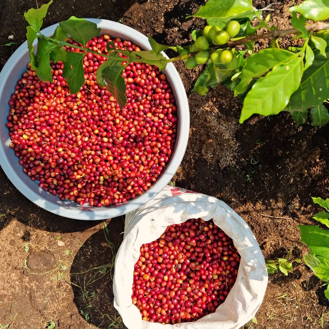 Kopi Arabika Glic Coffee dari Gunung Bukit Tunggul Lembang