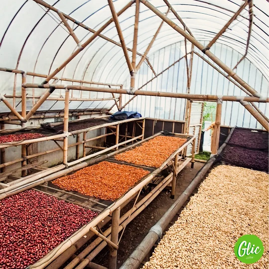 Kopi Arabika Glic Coffee dari Gunung Bukit Tunggul Lembang