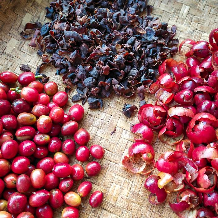 Cascara Tea - Image 3